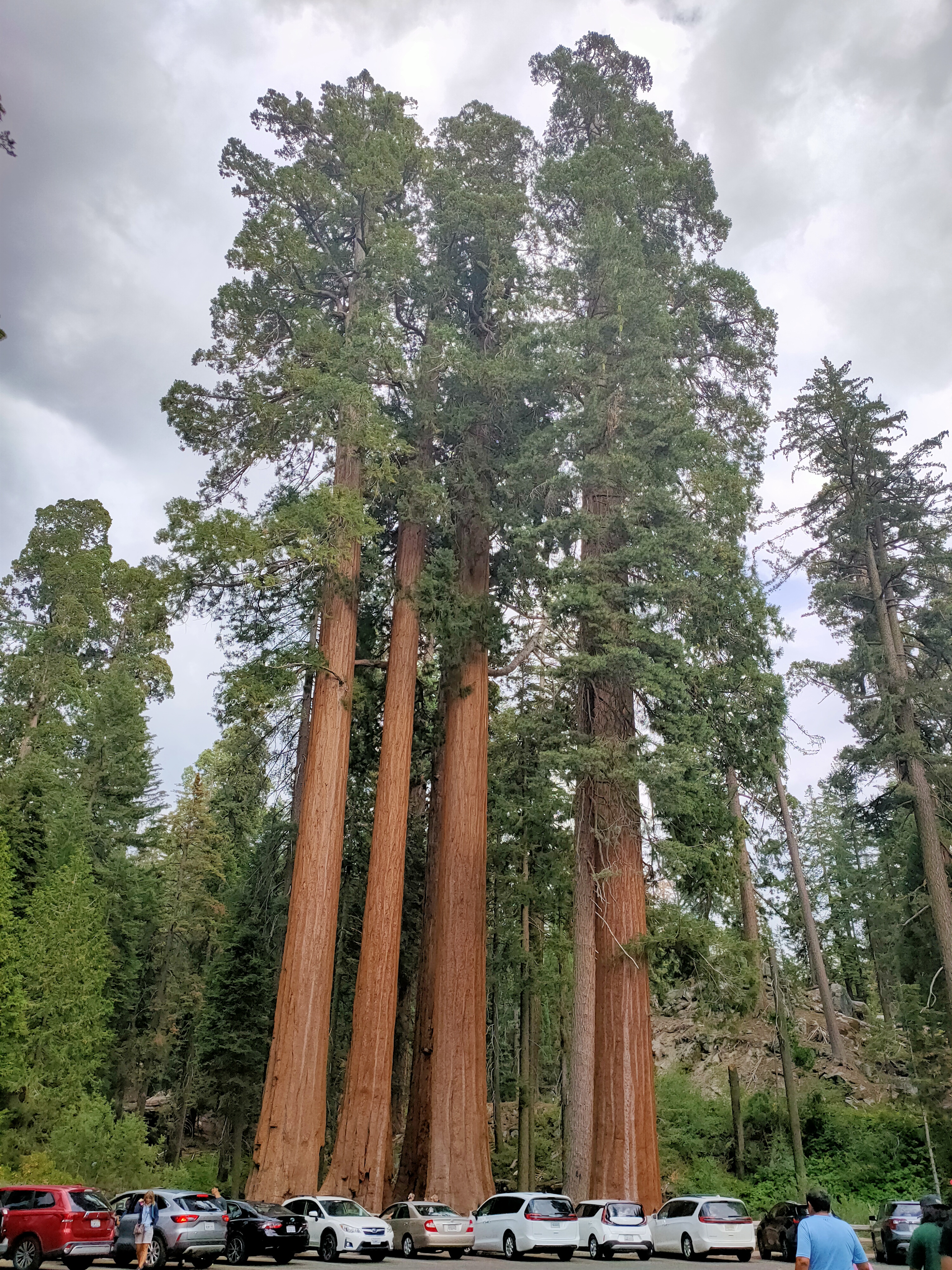 Sequioa Nationalpark
